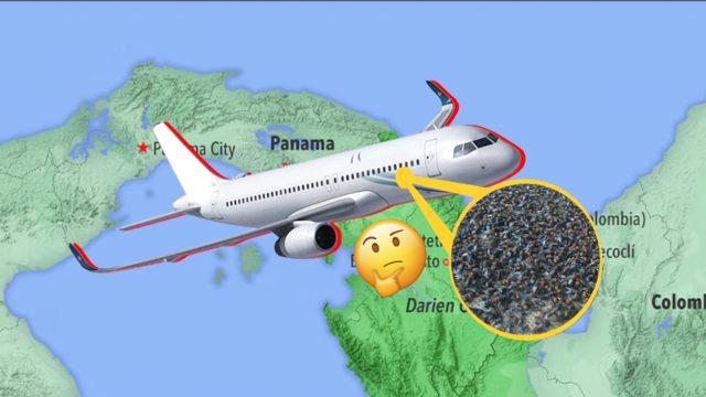 Amerika, Her Hafta Panama’ya 14,7 Milyon Sineği Neden Bırakıyor? Emin Olun Mantıklı Sebepleri Var!