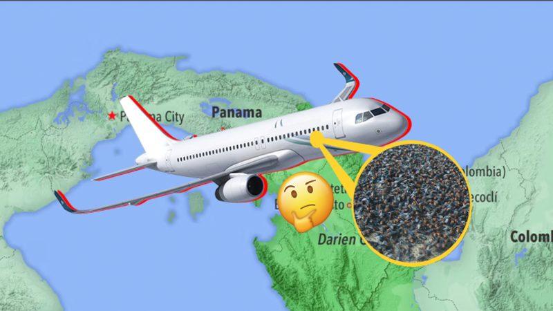 Amerika, Her Hafta Panama’ya 14,7 Milyon Sineği Neden Bırakıyor? Emin Olun Mantıklı Sebepleri Var!