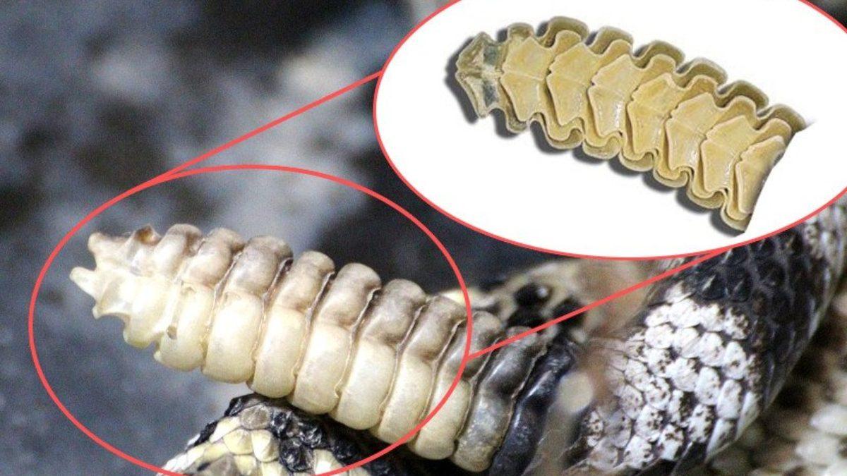 Çıngıraklı Yılanların Kuyruklarından Gelen Sesin Kaynağını Açıklıyoruz: Üstelik Bu Kuyrukların İçi Boş!