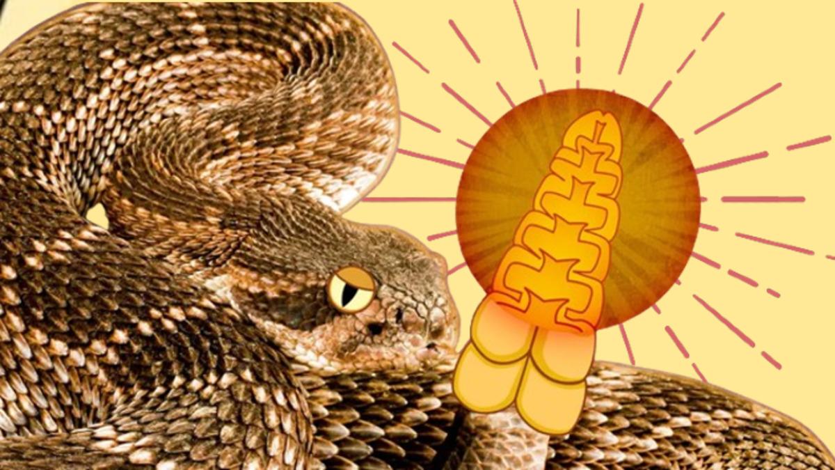 Çıngıraklı Yılanların Kuyruklarından Gelen Sesin Kaynağını Açıklıyoruz: Üstelik Bu Kuyrukların İçi Boş!