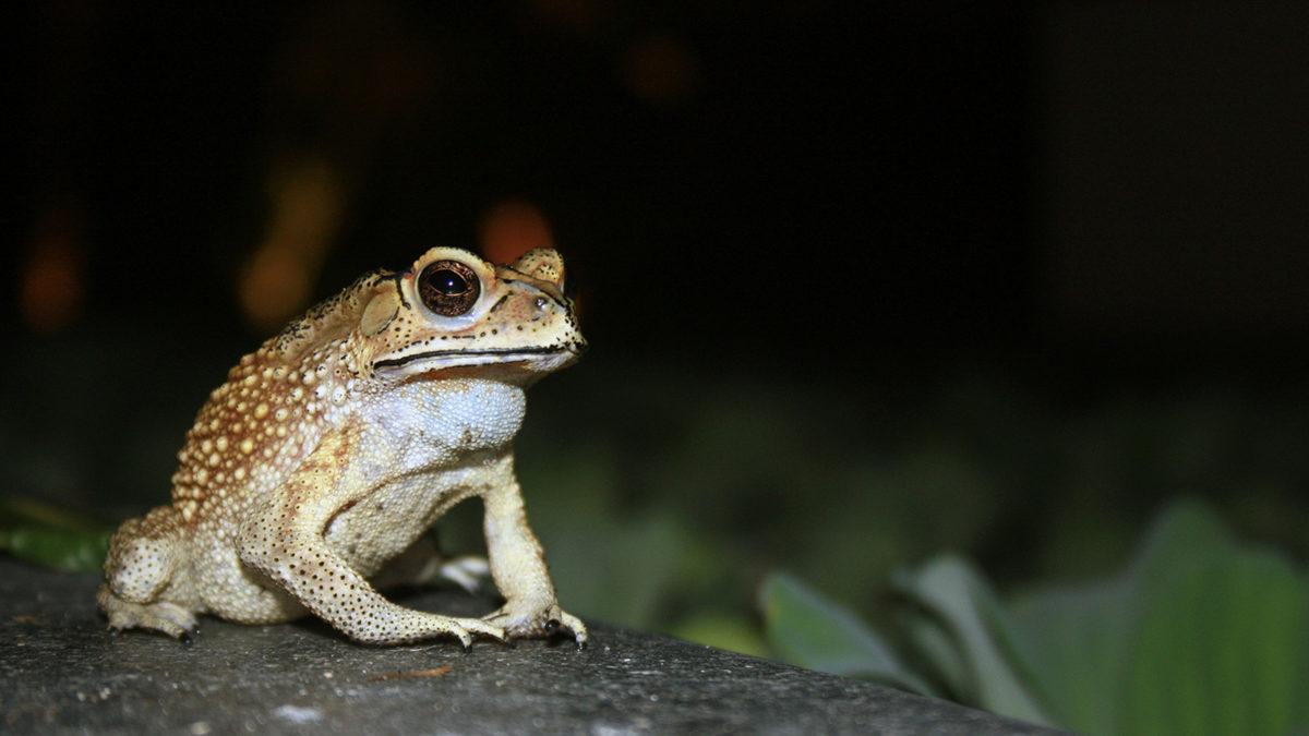 Kurbağaların O Vıraklama Seslerini Neden Sadece Geceleri Duyuyoruz?
