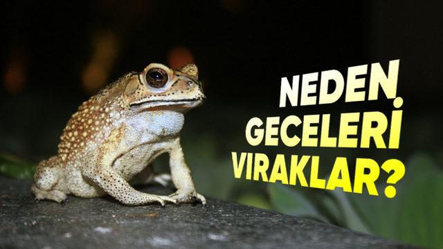 Kurbağaların O Vıraklama Seslerini Neden Sadece Geceleri Duyuyoruz?