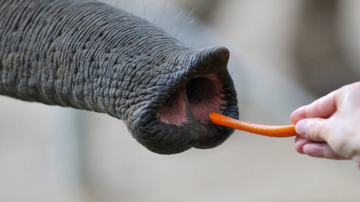 Fillerin Hortumlarının Sahip Olduğu Gücü Öğrenince Küçük Dilinizi Yutacaksınız: 350 Kilogramı Tek Seferde Kaldırabiliyorlar!