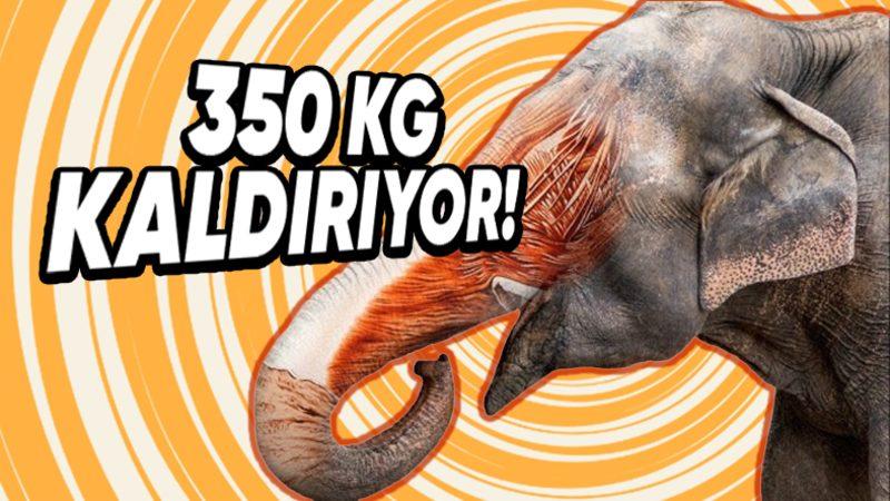 Fillerin Hortumlarının Sahip Olduğu Gücü Öğrenince Küçük Dilinizi Yutacaksınız: 350 Kilogramı Tek Seferde Kaldırabiliyorlar!