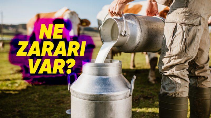 Bilime Göre Neden Çiğ Süt İçmemeliyiz?