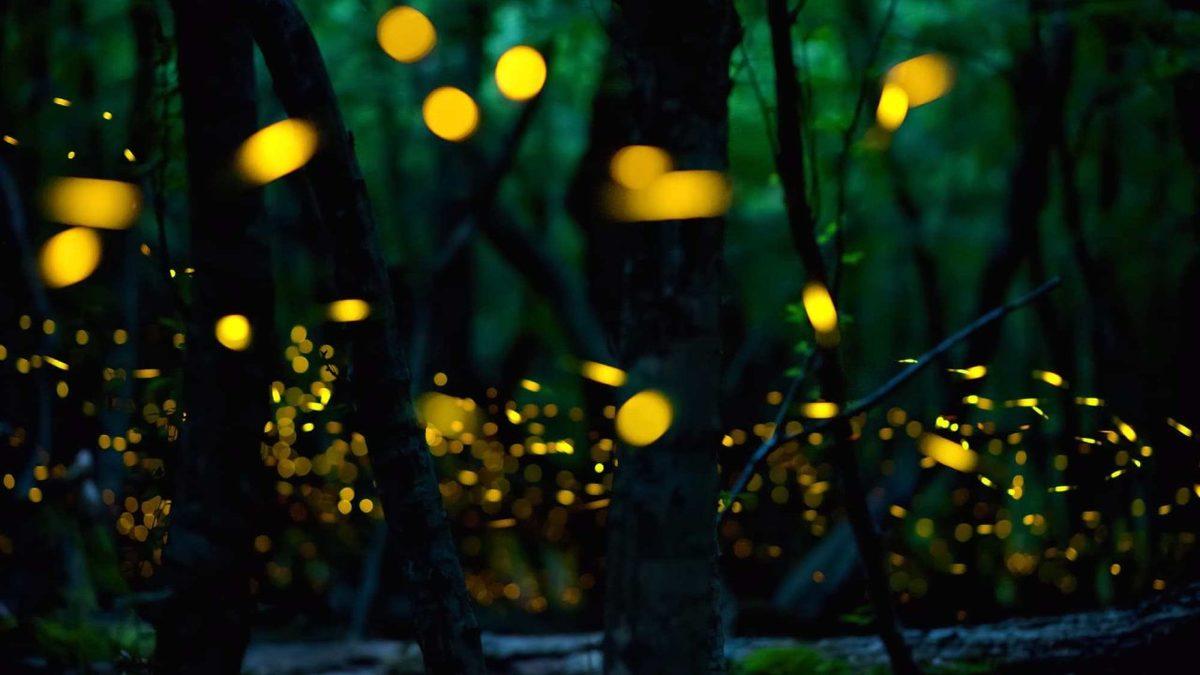 Ateş Böcekleri, Gecenin Belirli Saatlerinde Işık Saçmayı Nasıl Başarıyor? Üstelik Bu Işıklar Sadece Sarı Değil!