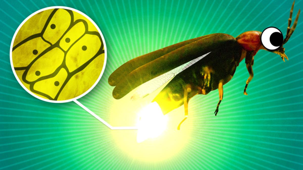 Ateş Böcekleri, Gecenin Belirli Saatlerinde Işık Saçmayı Nasıl Başarıyor? Üstelik Bu Işıklar Sadece Sarı Değil!