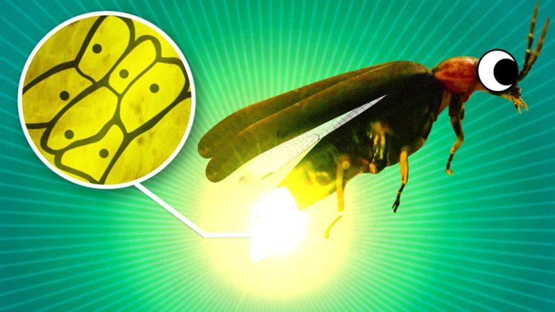 Ateş Böcekleri, Gecenin Belirli Saatlerinde Işık Saçmayı Nasıl Başarıyor? Üstelik Bu Işıklar Sadece Sarı Değil!