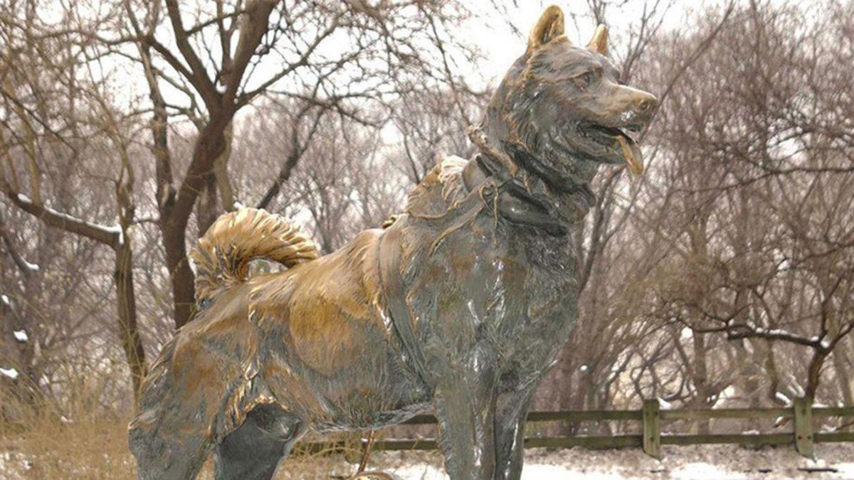 Tüm Alaska Kasabasını Kurtaran Cesur Husky Balto’nun Gözleri Dolduracak Hikâyesi