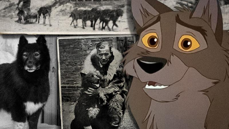 Tüm Alaska Kasabasını Kurtaran Cesur Husky Balto’nun Gözleri Dolduracak Hikâyesi