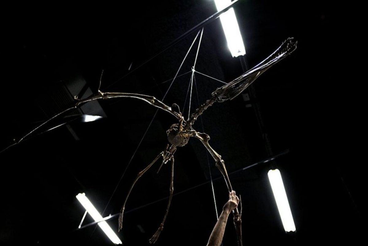 Avustralya’da 100 Milyon Yıllık, Uçak Boyunda Uçan Dinozor Fosili Bulundu