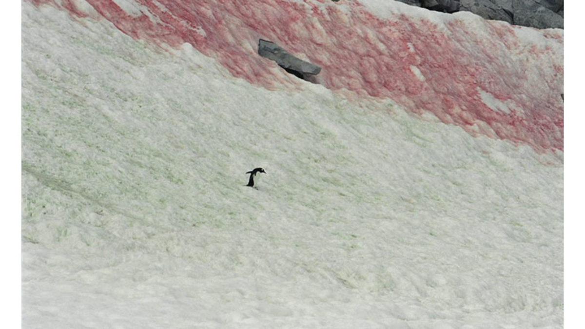 Gariplikleriyle Dünya Dışından Bir Yermiş Gibi Hissettiren Antarktika’ya Kırmızı ve Yeşil Renkte Kar Yağmasının Düşünmek Bile İstemeyeceğiniz Sebebi