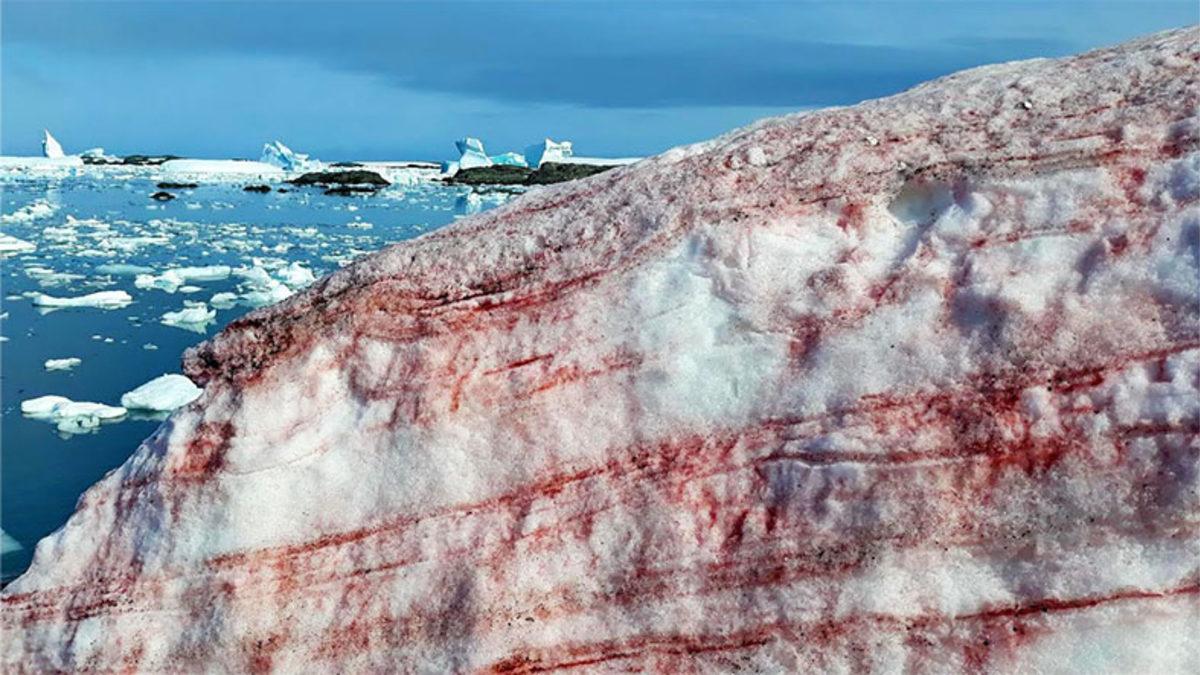 Gariplikleriyle Dünya Dışından Bir Yermiş Gibi Hissettiren Antarktika’ya Kırmızı ve Yeşil Renkte Kar Yağmasının Düşünmek Bile İstemeyeceğiniz Sebebi