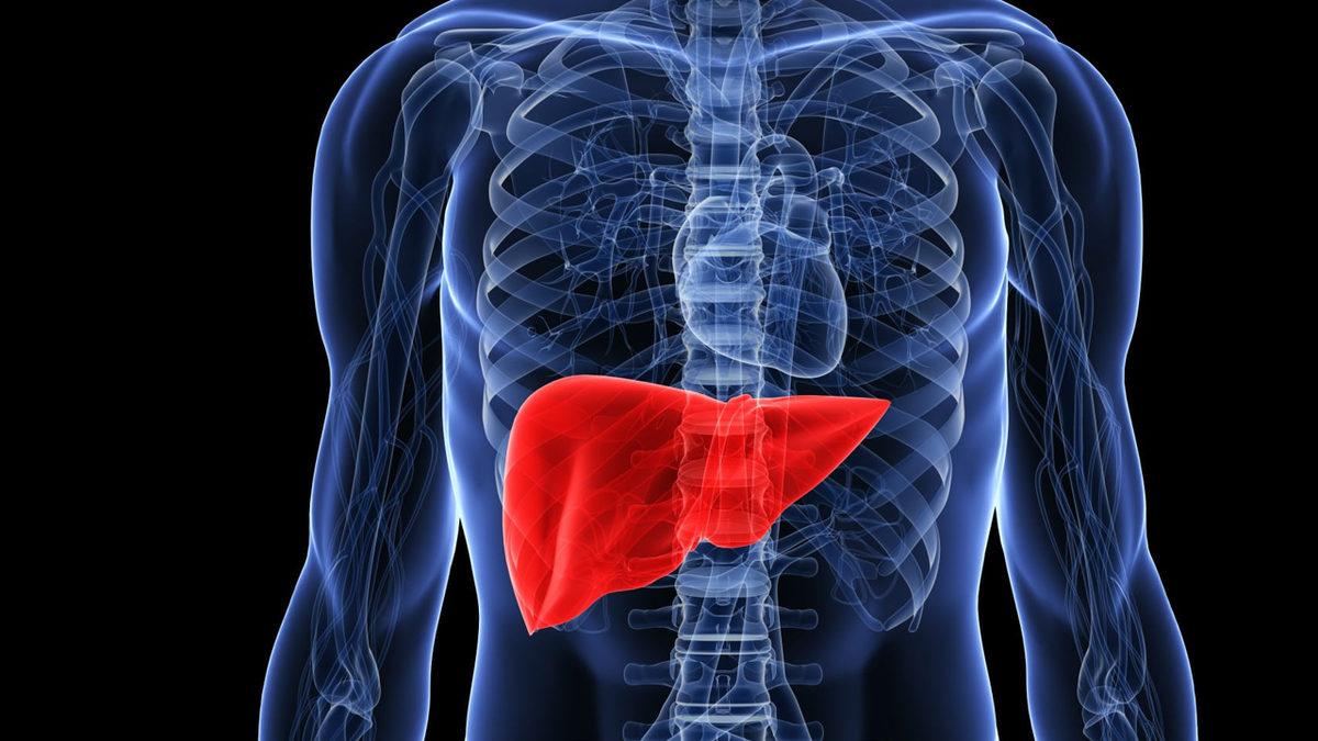 Vücudumuzdaki En Ağır Organları Biliyor Musunuz?