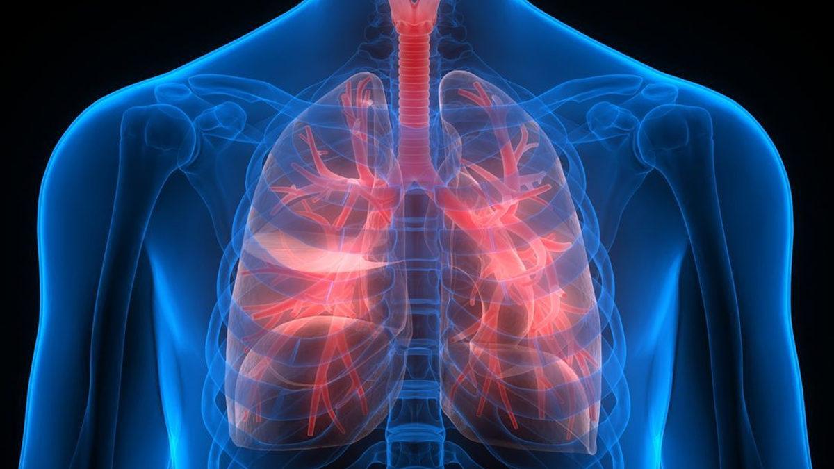 Vücudumuzdaki En Ağır Organları Biliyor Musunuz?