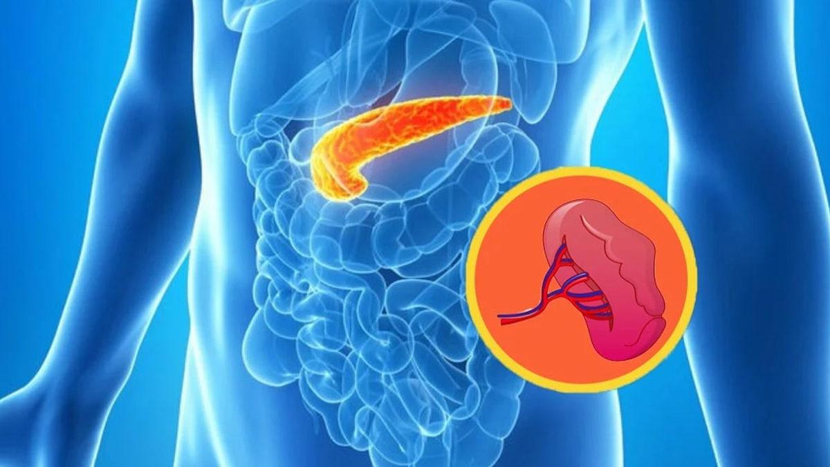 Vücudumuzdaki En Ağır Organları Biliyor Musunuz?