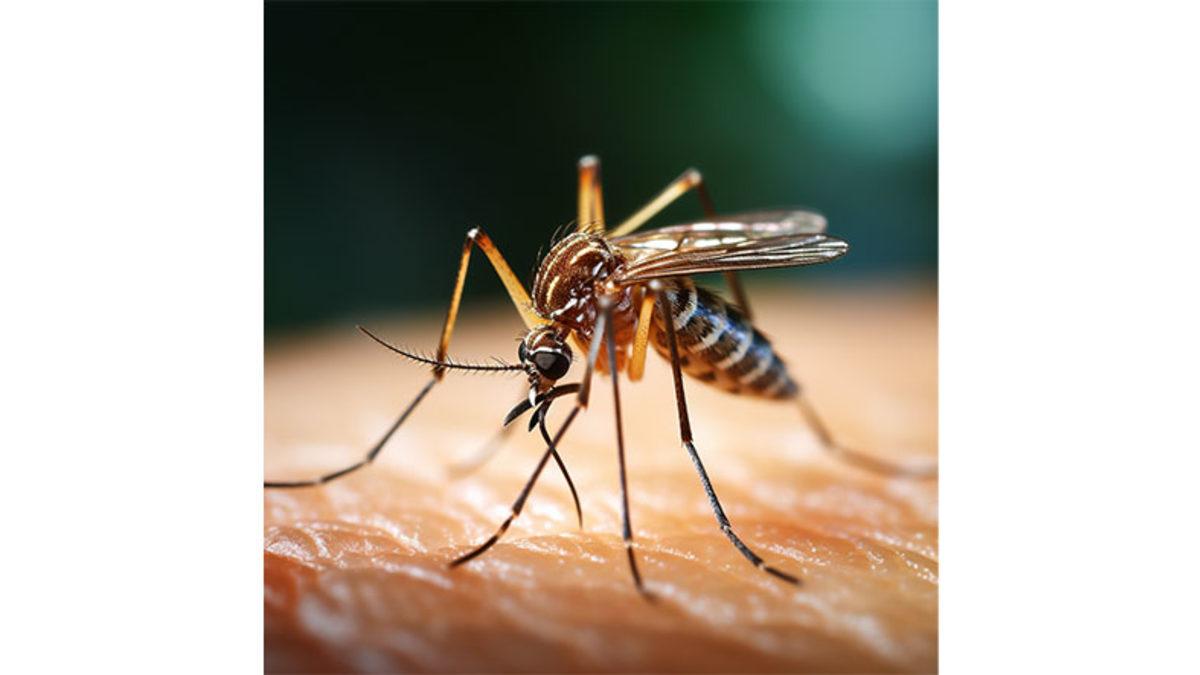 Yaz Aylarının Kâbusu Sivrisinek Isırıkları Neden Günlerce Tatlı Tatlı Kaşınır? (Aslında Kaşınmazsa Tehlikeli!)