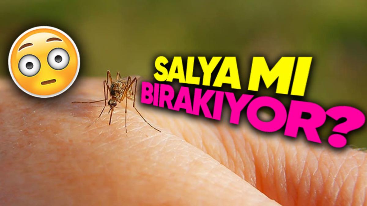 Yaz Aylarının Kâbusu Sivrisinek Isırıkları Neden Günlerce Tatlı Tatlı Kaşınır? (Aslında Kaşınmazsa Tehlikeli!)