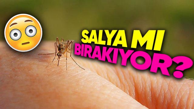 Yaz Aylarının Kâbusu Sivrisinek Isırıkları Neden Günlerce Tatlı Tatlı Kaşınır? (Aslında Kaşınmazsa Tehlikeli!)