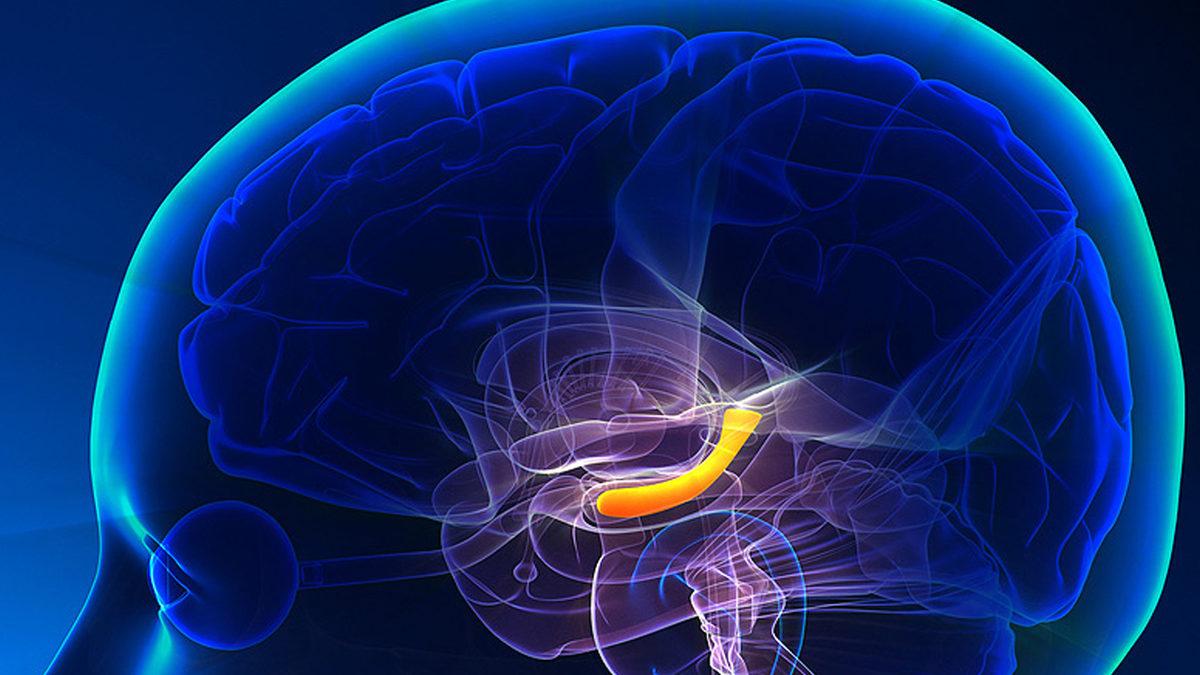 Korku Dolu Anlarda Neden Savaşmak ya da Kaçmak Yerine Far Görmüş Tavşan Gibi Donakalıyoruz?