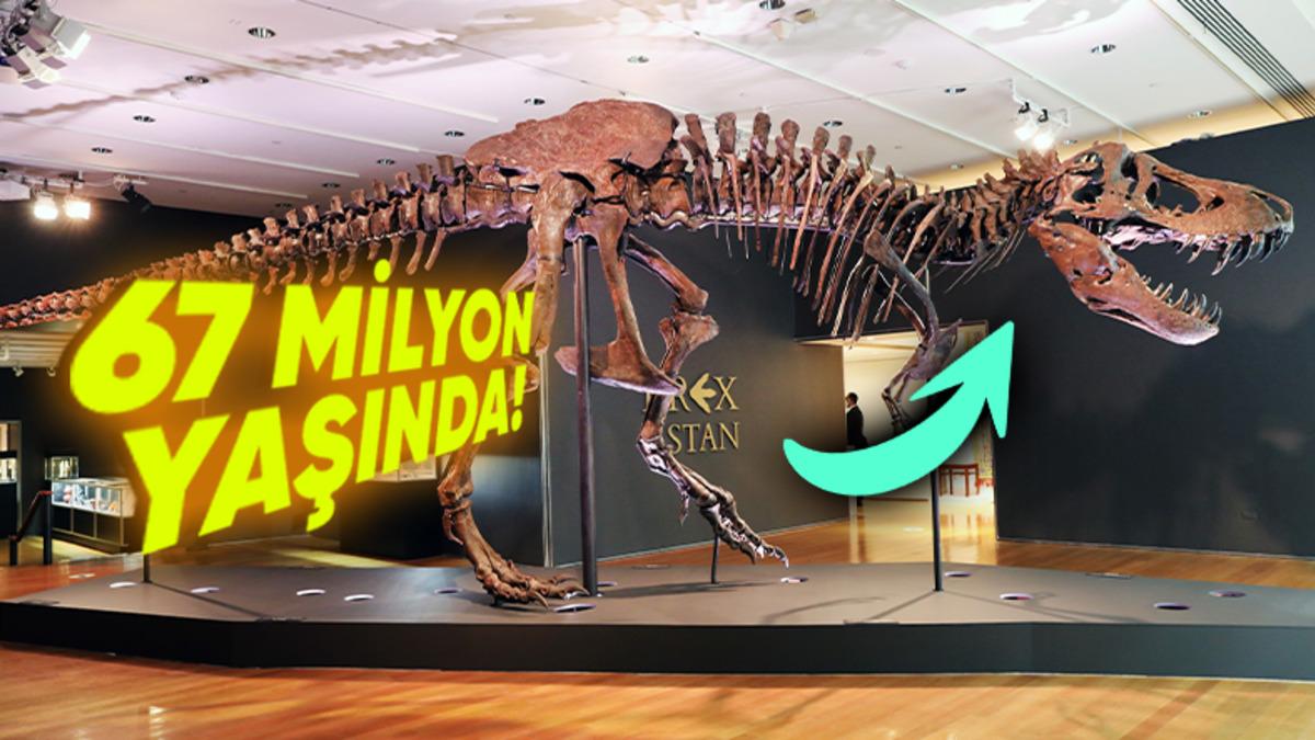 Bilim İnsanları Nasıl Oluyor da Dinozor Kemiklerinin Yaşını “Şıp” Diye Belirleyebiliyor?