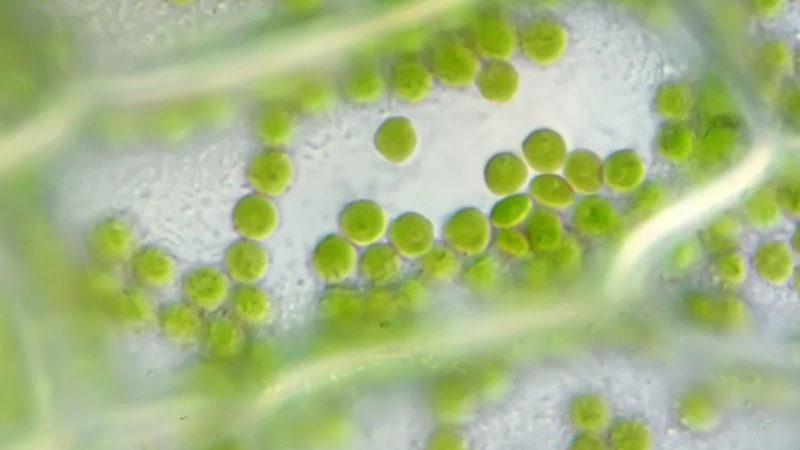 Bilim İnsanları, Algleri Kullanarak "Karbon Negatif" Enerjinin Yolunu Açtı