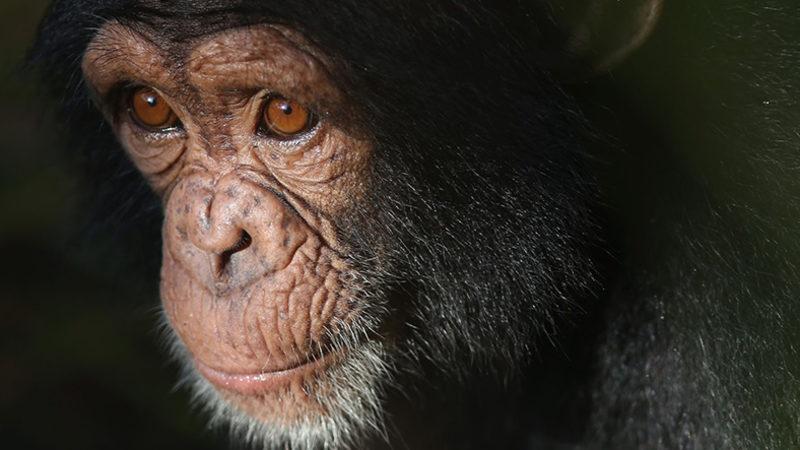 Bilim Açıklıyor: Maymunlar Neden Konuşamıyorlar?