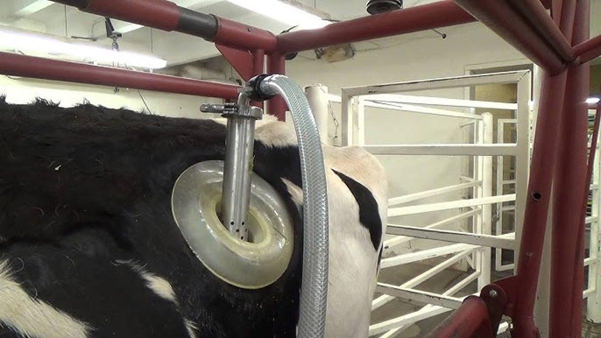 Bazı İneklerin Karnına Neden Gaz Pompası Girecekmiş Gibi Delik Açılıyor?