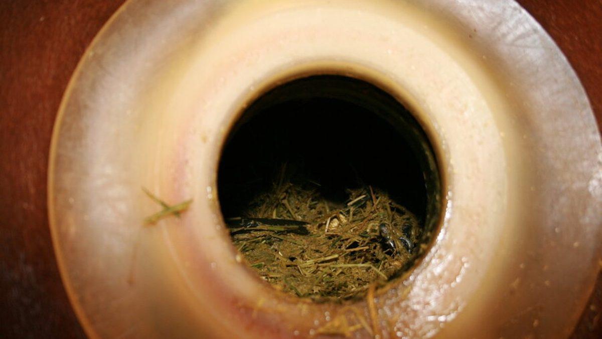 Bazı İneklerin Karnına Neden Gaz Pompası Girecekmiş Gibi Delik Açılıyor?