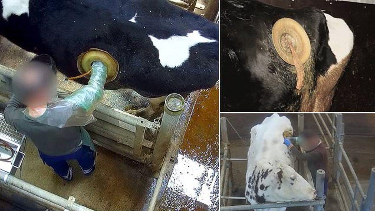 Bazı İneklerin Karnına Neden Gaz Pompası Girecekmiş Gibi Delik Açılıyor?