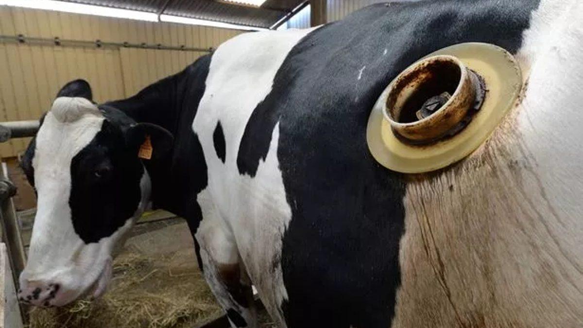 Bazı İneklerin Karnına Neden Gaz Pompası Girecekmiş Gibi Delik Açılıyor?