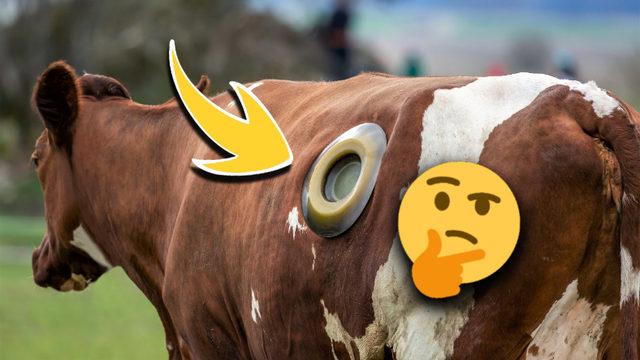 Bazı İneklerin Karnına Neden Gaz Pompası Girecekmiş Gibi Delik Açılıyor?