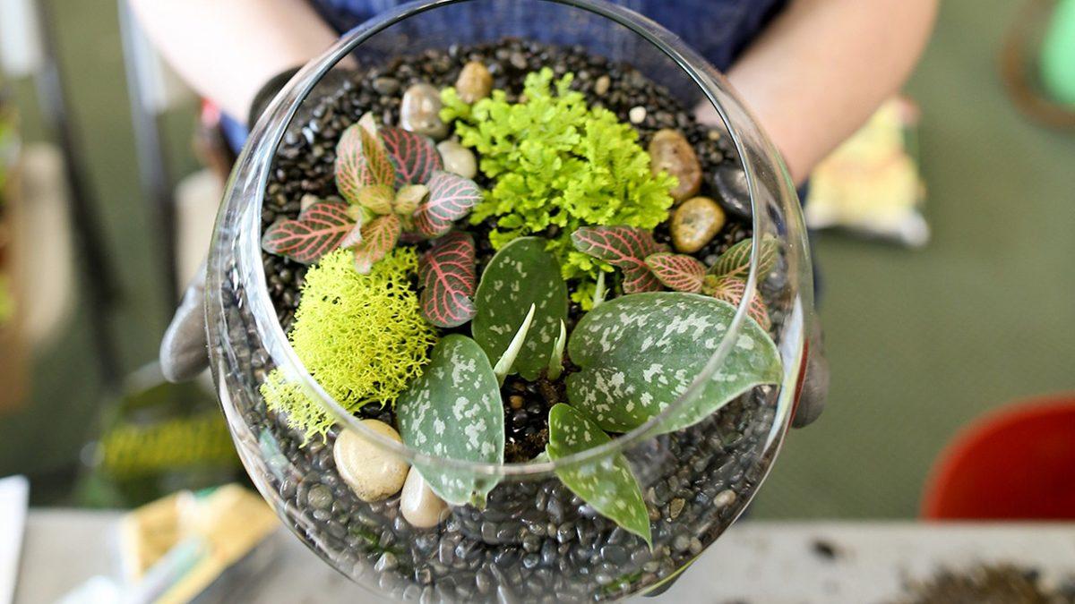 52 Yıldır Sulanmamasına Rağmen Yaşayan Bitkinin Bunu Nasıl Yaptığını Öğrenince Doğaya Bir Kez Daha Saygı Duyacaksınız!