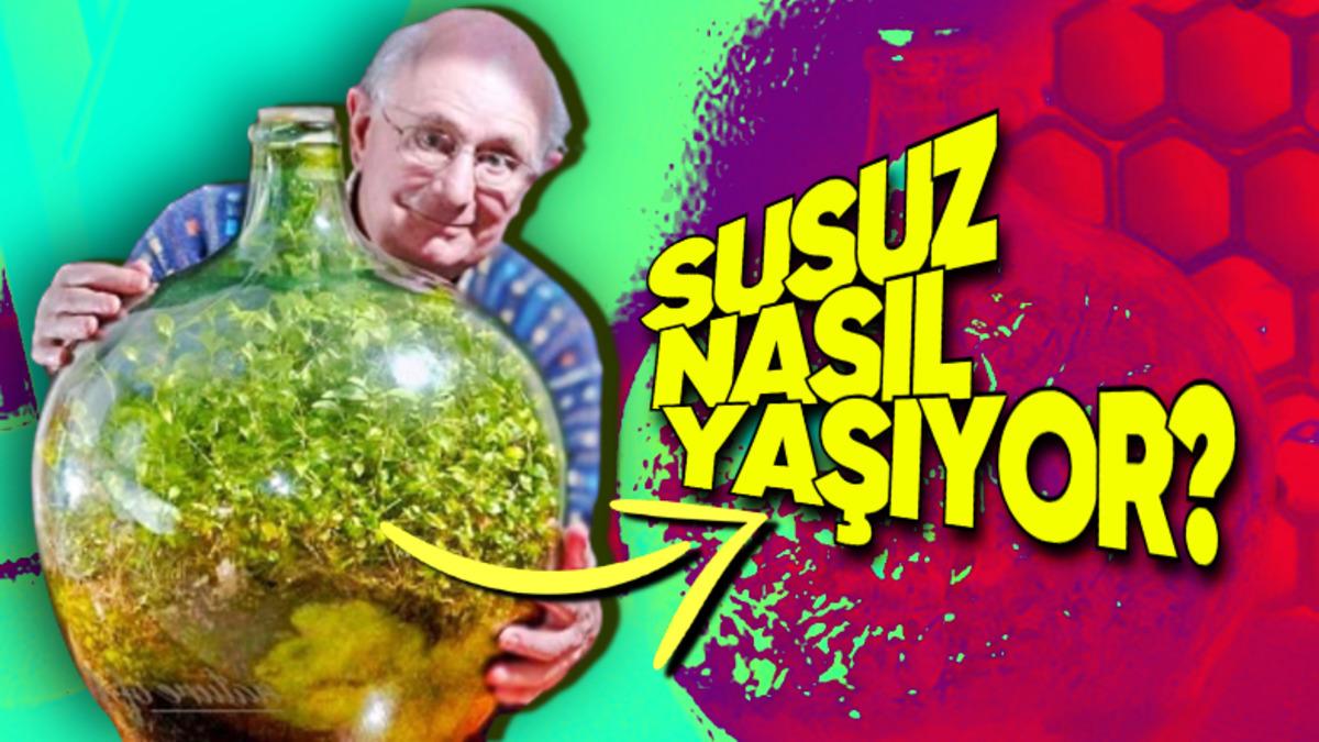 52 Yıldır Sulanmamasına Rağmen Yaşayan Bitkinin Bunu Nasıl Yaptığını Öğrenince Doğaya Bir Kez Daha Saygı Duyacaksınız!