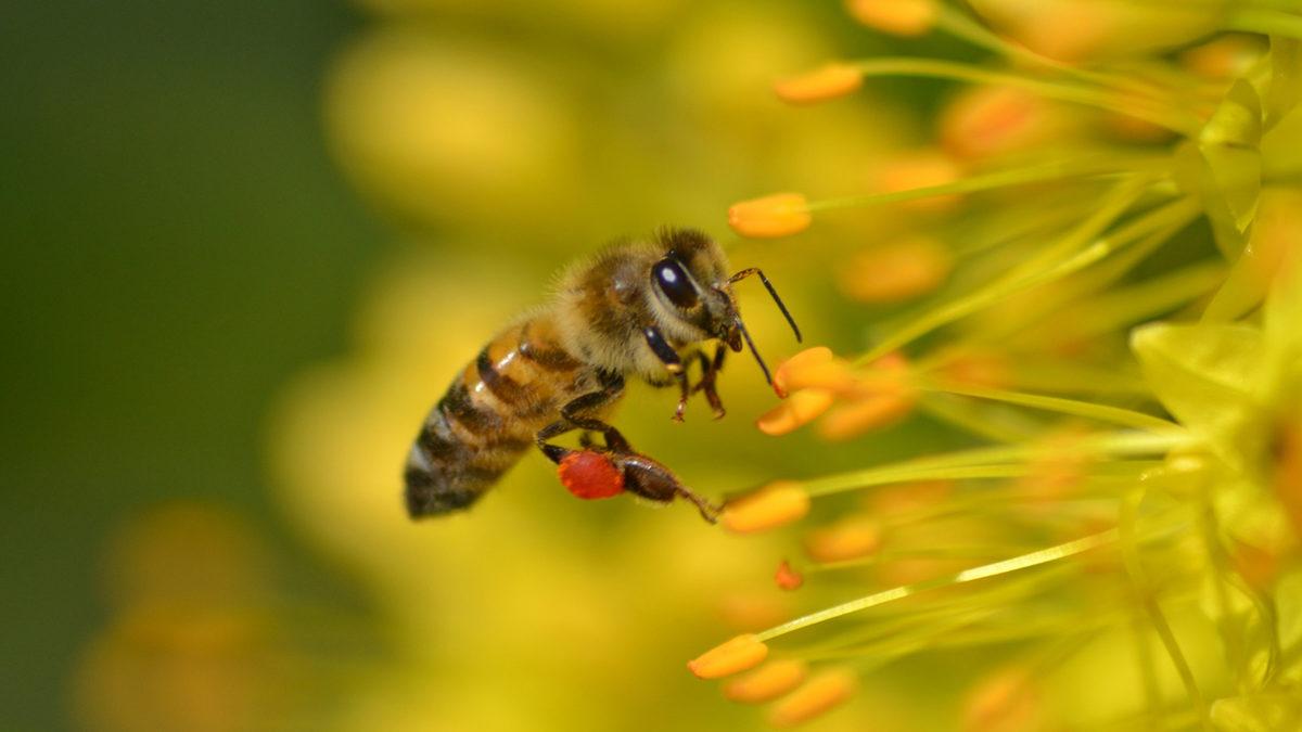 Küçük Kanatların Büyük Etkisi: Arılar Olmadan İklim Değişikliği ile Baş Edebilir miyiz?