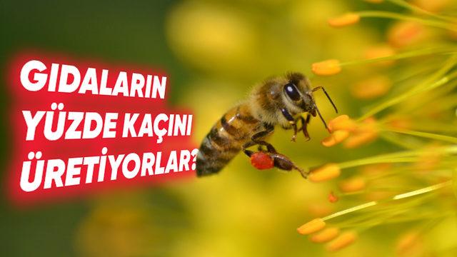 Küçük Kanatların Büyük Etkisi: Arılar Olmadan İklim Değişikliği ile Baş Edebilir miyiz?