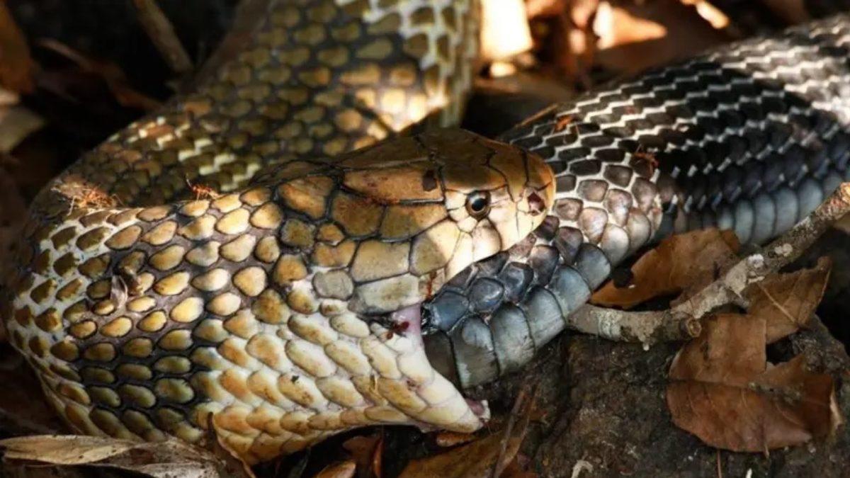 Yılanların Kendi Kuyruklarını Yemelerinin Aklınızın Ucuna Gelmeyecek Sebepleri