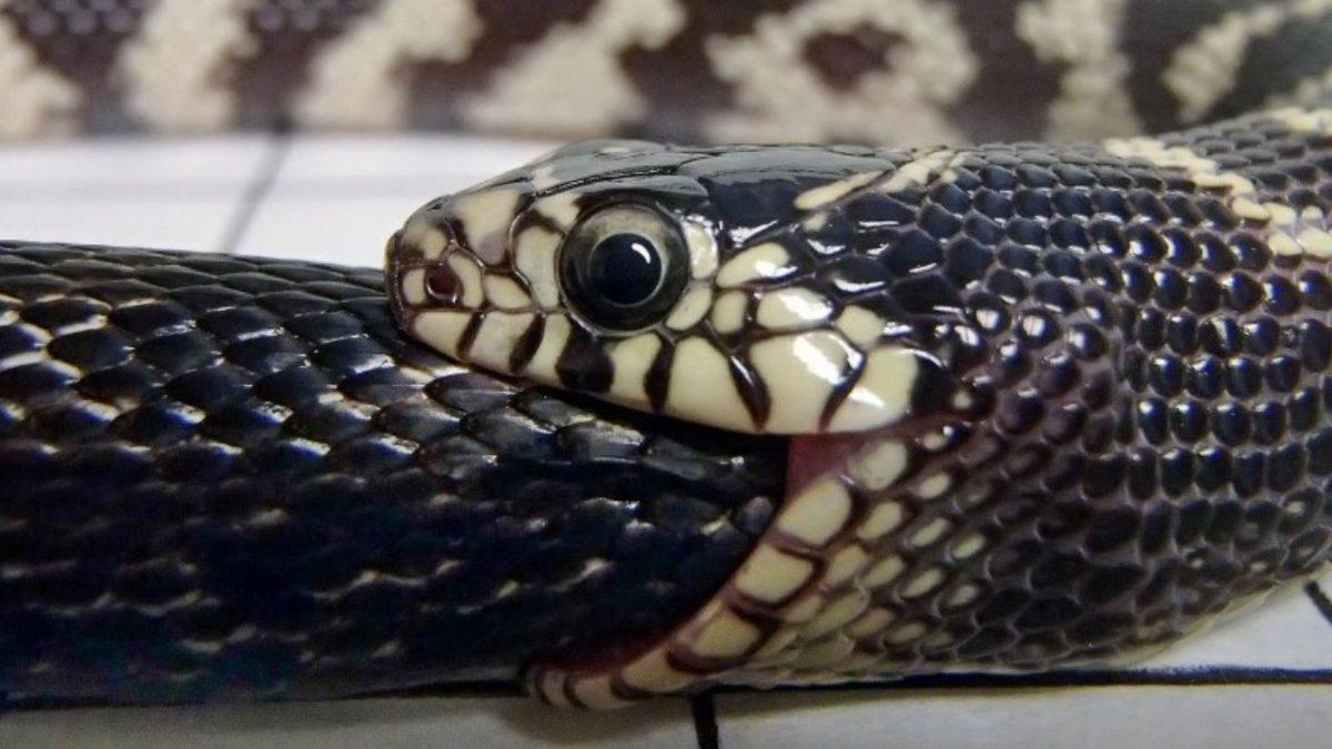 Yılanların Kendi Kuyruklarını Yemelerinin Aklınızın Ucuna Gelmeyecek Sebepleri