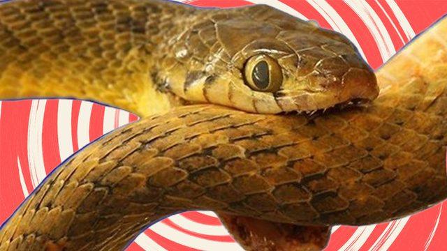 Yılanların Kendi Kuyruklarını Yemelerinin Aklınızın Ucuna Gelmeyecek Sebepleri