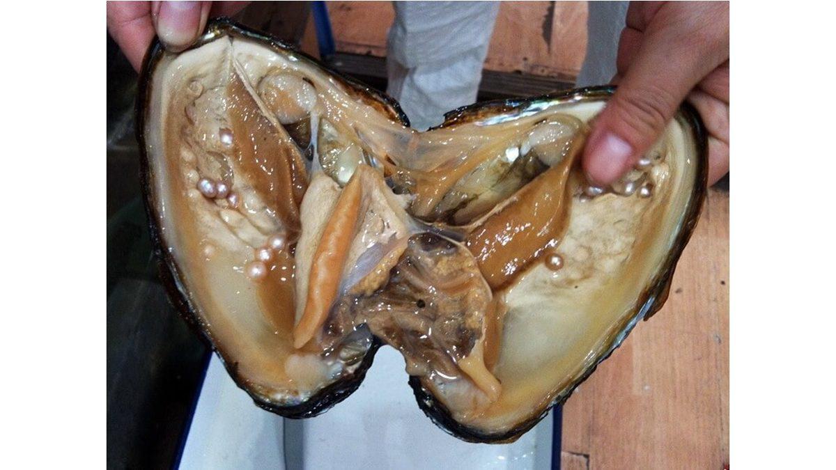 İnciler Nasıl Oluyor da Fabrika Üretimi Gibi Bu Kadar Kusursuz Bir Şekle Sahip Olabiliyor?