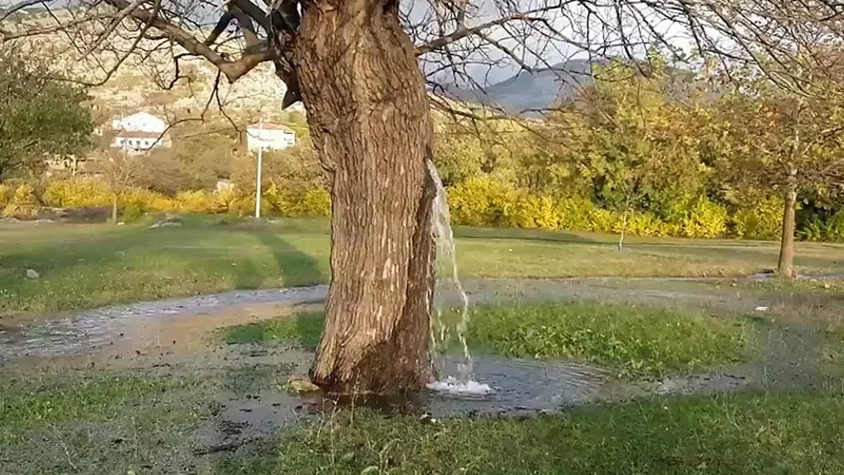 Hiç Foşur Foşur Su Akıtan Bir Ağaç Gördünüz mü? Mucize Gibi Duran Bu Ağaçların Sırrını Açıklıyoruz!