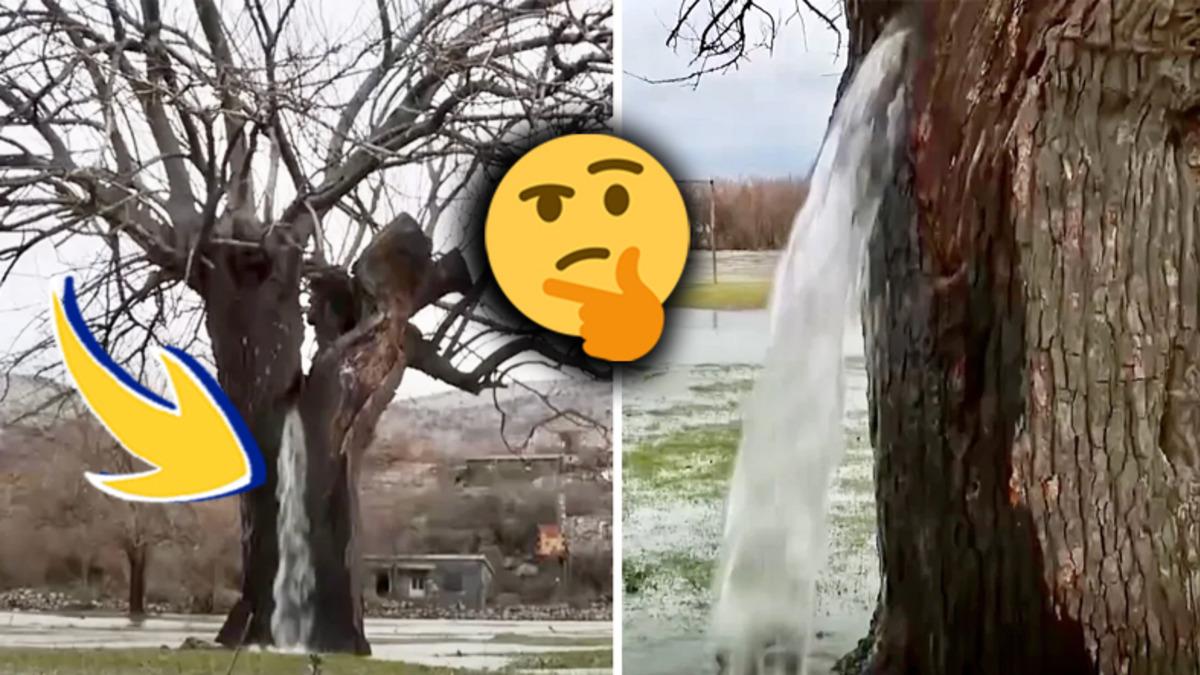 Hiç Foşur Foşur Su Akıtan Bir Ağaç Gördünüz mü? Mucize Gibi Duran Bu Ağaçların Sırrını Açıklıyoruz!