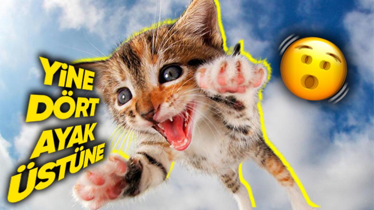 Kediler Gerçekten de Dört Ayak Üstüne Düşüyor mu Yoksa Bunu Biz mi Uydurduk?