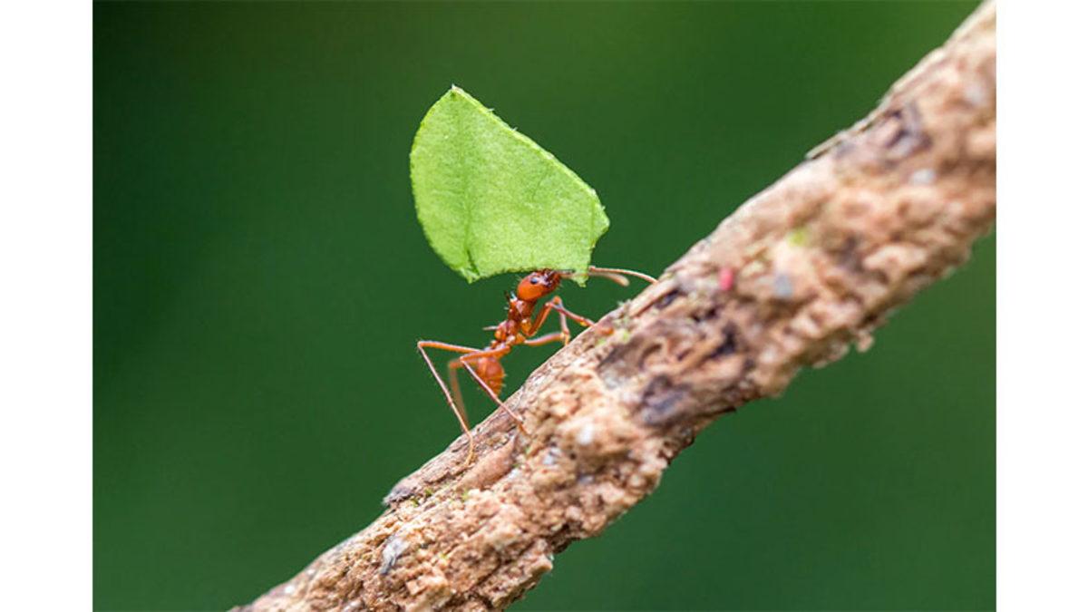 Küçücük Karıncalar Kendi Ağırlıklarından Katbekat Fazla Yükleri Nasıl Oluyor da Kaldırabiliyorlar?