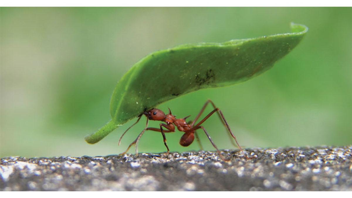 Küçücük Karıncalar Kendi Ağırlıklarından Katbekat Fazla Yükleri Nasıl Oluyor da Kaldırabiliyorlar?