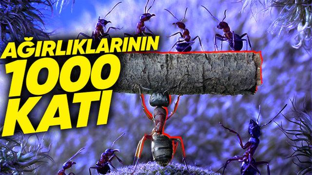 Küçücük Karıncalar Kendi Ağırlıklarından Katbekat Fazla Yükleri Nasıl Oluyor da Kaldırabiliyorlar?