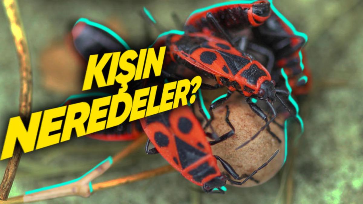 Kışın Aksine Yaz Aylarında Etrafta Neden Bu Kadar Fazla Böcek Görüyoruz?