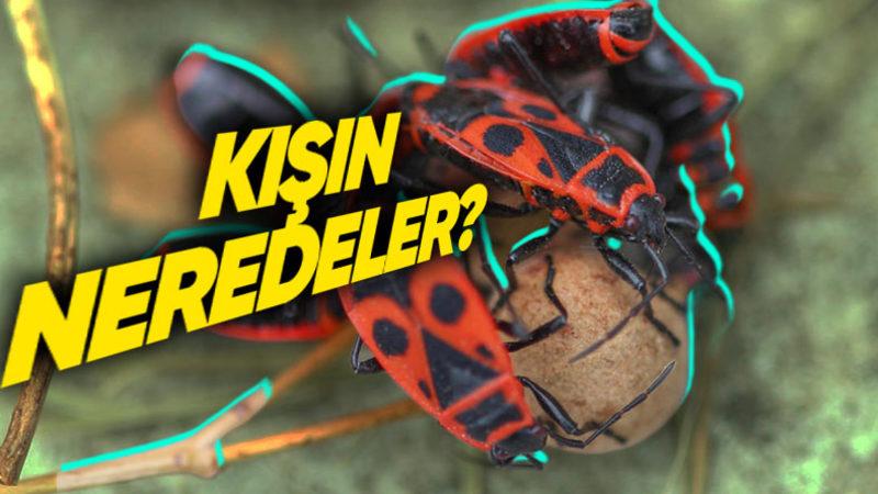 Kışın Aksine Yaz Aylarında Etrafta Neden Bu Kadar Fazla Böcek Görüyoruz?