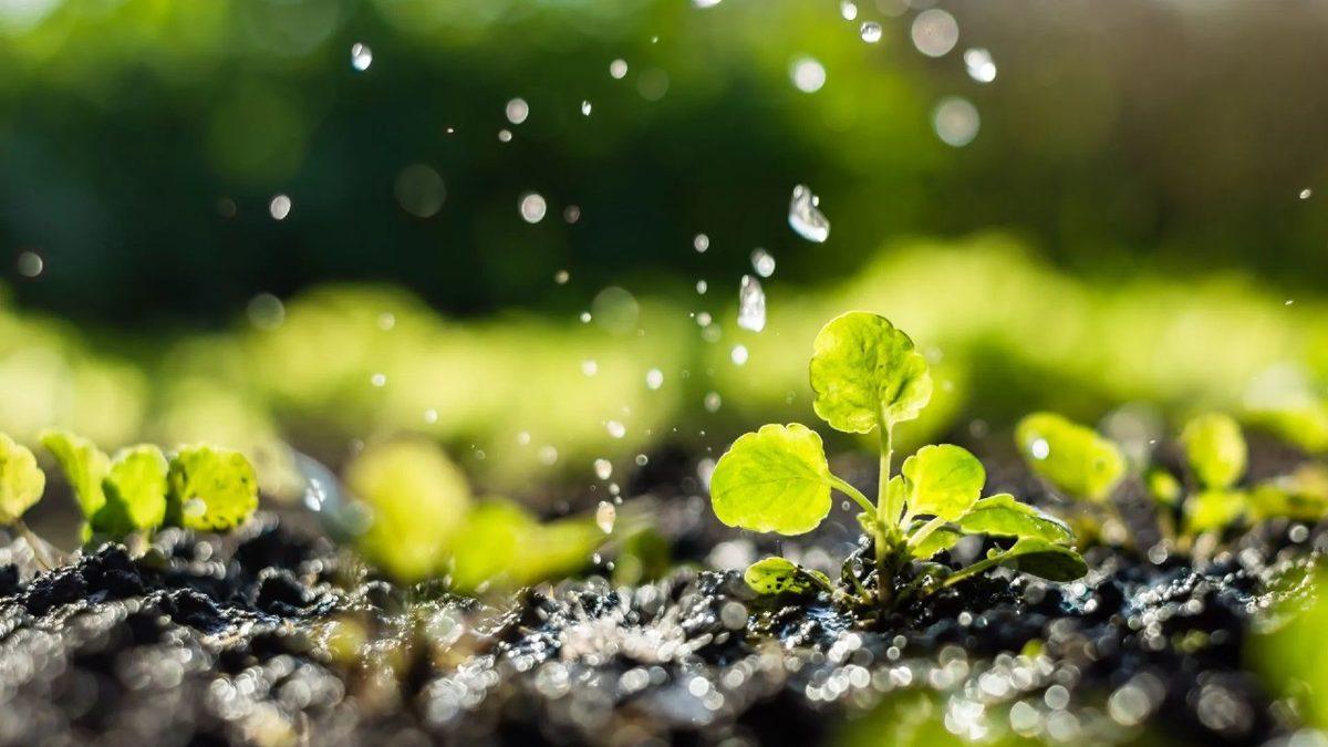 Yağmurdan Sonra ‘Toprak Kokusu’ Sanarak Soluduğumuz Kokunun Aslında Neye Ait Olduğunu Öğrenince Ufak Çaplı Bir Aydınlanma Yaşayabilirsiniz