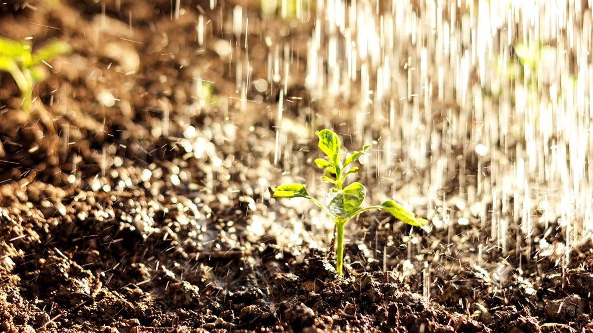 Yağmurdan Sonra ‘Toprak Kokusu’ Sanarak Soluduğumuz Kokunun Aslında Neye Ait Olduğunu Öğrenince Ufak Çaplı Bir Aydınlanma Yaşayabilirsiniz